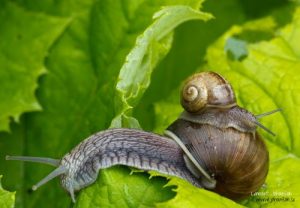 yvonnelin_livet_åkasnålskjuts