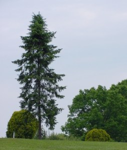 yvonnelin_ensam_tall