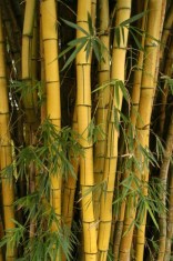 bambu