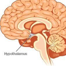yvonnelin_hypothalamus